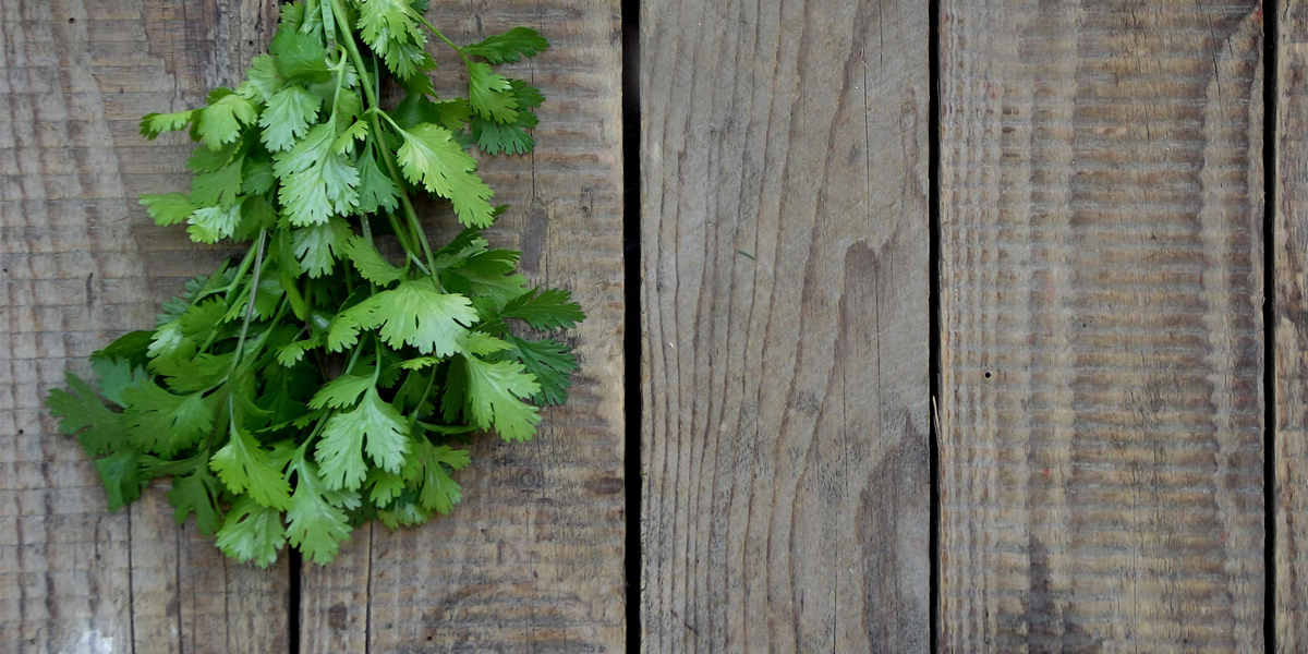 Mexican Slaw - Farm Monitor